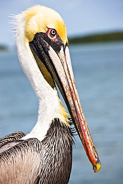 Brown Pelican, Islamorada, Florida Keys, USA