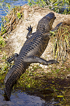 Alligator by Turner River, Everglades, Florida, USA