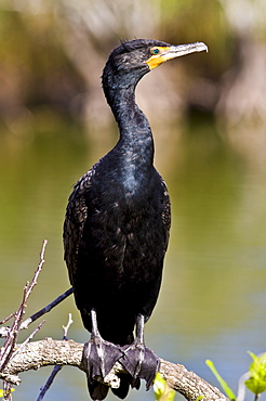 Cormorant, Everglades, Florida, United States of America