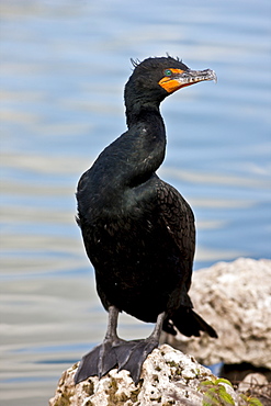 Cormorant, Everglades, Florida, United States of America