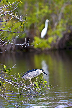 Black-crowned Night Heron, Nycticorax nycticorax, in The Everglades, Florida, USA