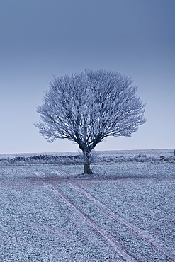 Hoar frost on tree and field in frosty wintry landscape in The Cotswolds, Oxfordshire, UK