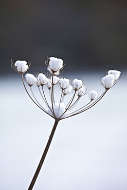 Winter scene hoar frost on giant hogweed, The Cotswolds, UK