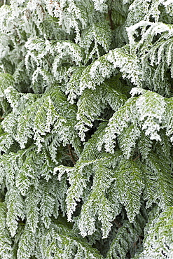 Winter scene hoar frost on fir tree in The Cotswolds, UK