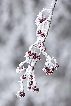 Winter scene hoar frost ice crystals on hawthorn berries in The Cotswolds, UK