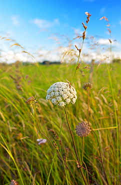 Wild flowers in meadow, North Island, New Zealand