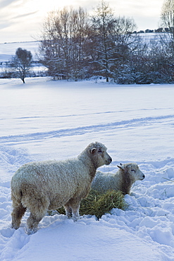 Sheep with hay in deep snow in the village of Swinbrook, The Cotswolds, UK