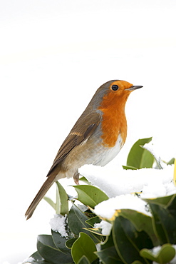 Typical winter scene robin perches on hedgerow holly by snowy hillside in The Cotswolds, UK