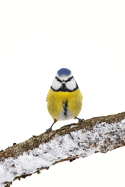 Blue tit perches by snowy slope during winter in The Cotswolds, UK