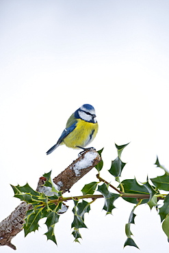 Blue tit perches by snowy slope during winter in The Cotswolds, UK