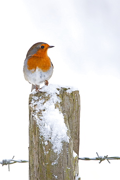 Robin on post by barbed wire by snowy hillside in The Cotswolds, UK