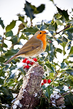 Robin in traditional winter scene with holly and seasonal red berries, The Cotswolds, UK