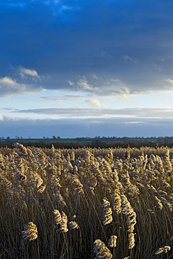 Marsh grasses and reeds in the Avalon Marshes wetlands of the Somerset Levels near Shapwick Heath, Somerset, UK