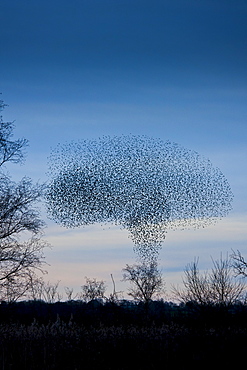 Starlings, a murmuration of a million birds, in mushroom cloud shape as they drop to roost on Avalon Marshes, UK