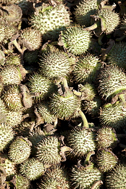 Exotic produce at Mehrauli Flower Market, New Delhi, India