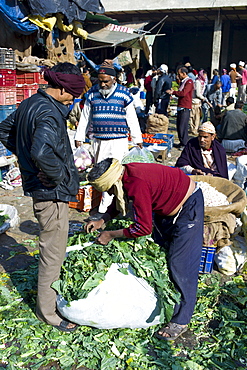 Old Delhi, Daryagang fruit and vegetable market, cauliflower leaves for animal feed, India