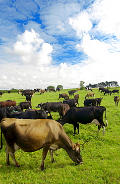 Cows on a farm  near Waiuku on North Island  in New Zealand