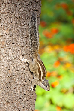 Common palm squirrel in garden of former Viceroy's Residence, New Delhi, India