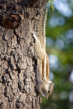 Common palm squirrel feeing on a nut in garden of former Viceroy's Residence, New Delhi, India