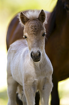 Shetland pony  foal , North Island, New Zealand