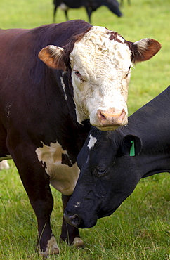 Cows on a farm  near Waiuku on North Island  in New Zealand