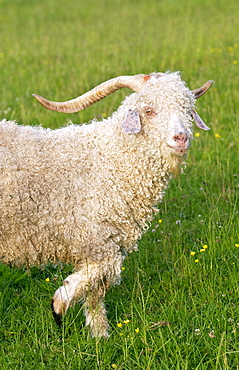 Angora goat on North Island  in New Zealand