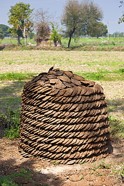 Neatly-stacked dried cow dung, hand-formed into pats to be used for fuel for cooking, at a farm in Agra, Uttar Pradesh, India