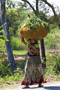 Indian woman carrying fodder for animal feed from fields in Agra, Uttar Pradesh, India