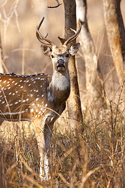 Spotted deer male stag, Axis axis, (Chital)  in Ranthambhore National Park, Rajasthan, Northern India