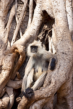 Indian Langur female monkey, Presbytis entellus, in Banyan Tree in Ranthambhore National Park, Rajasthan, Northern India