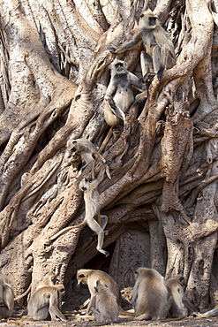 Indian Langur monkeys, Presbytis entellus, in Banyan Tree in Ranthambhore National Park, Rajasthan, Northern India