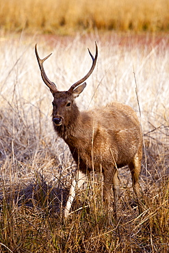 Indian Sambar, Rusa unicolor, male deer in Ranthambhore National Park, Rajasthan, India