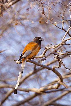 Indian Rufous Treepie, Dendrocitta vagabunda, bird in Ranthambhore National Park, Rajasthan, Northern India