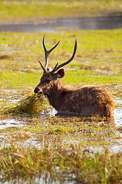 Indian Sambar, Rusa unicolor, male deer in Rajbagh Lake in Ranthambhore National Park, Rajasthan, India