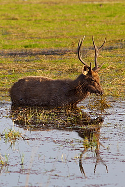 Indian Sambar, Rusa unicolor, male deer feeding in Rajbagh Lake in Ranthambhore National Park, Rajasthan, India