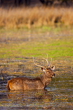 Indian Sambar, Rusa unicolor, male deer in Rajbagh Lake in Ranthambhore National Park, Rajasthan, India