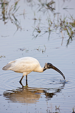 Black-Headed Ibis, Threskiornis melanocephalus, feeding in Ranthambhore National Park, Rajasthan, Northern India