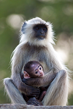 Indian Langur monkeys, Presbytis entellus, female and baby in Ranthambore National Park, Rajasthan, India