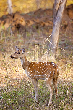 Spotted deer hind, Axis axis, (Chital) in Ranthambhore National Park, Rajasthan, Northern India