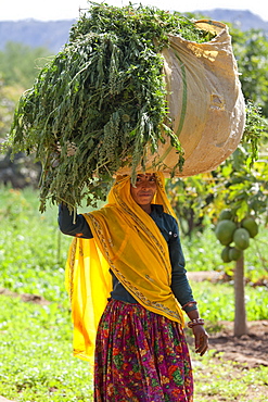 Indian woman villager working at farm smallholding carrying animal feed at Sawai Madhopur near Ranthambore in Rajasthan, India