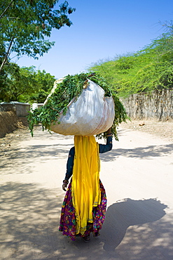 Indian woman villager working at farm smallholding carrying animal feed at Sawai Madhopur near Ranthambore in Rajasthan, India