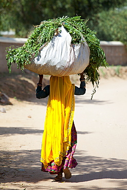 Indian woman villager working at farm smallholding carrying animal feed at Sawai Madhopur near Ranthambore in Rajasthan, India