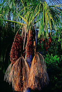 Palm tree near Lake Sandoval, Peruvian Rainforest, South America