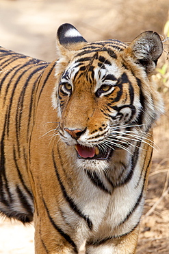 Female Bengal tiger, Panthera tigris tigris, in Ranthambore National Park, Rajasthan, India