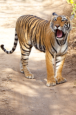 Female Bengal tiger, Panthera tigris tigris, in Ranthambore National Park, Rajasthan, India