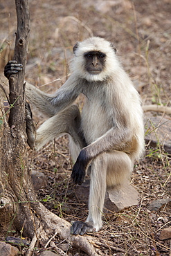 Indian Langur monkey, Presbytis entellus, on tree branch in Ranthambhore National Park, Rajasthan, Northern India