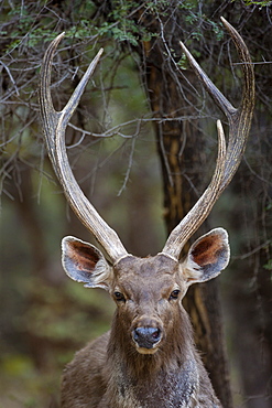 Indian Sambar, Rusa unicolor, male deer in Ranthambhore National Park, Rajasthan, India