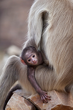 Indian Langur monkeys, Presbytis entellus, female and baby in Ranthambore National Park, Rajasthan, India