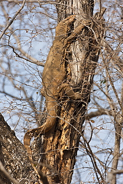 Desert Monitor Lizard, Varanus albigularis, basking in the sun up a tree in Ranthambhore National Park, Rajasthan, India