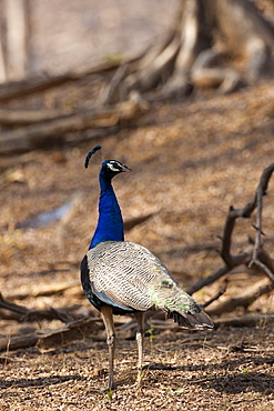 Peacock, national bird of India, Indian Pavo, in Ranthambhore National Park, Rajasthan, Northern India